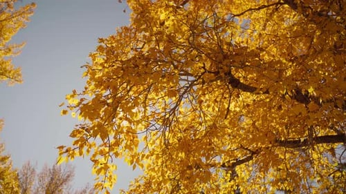 Gros plan des feuilles d'automne tombant de l'arbre