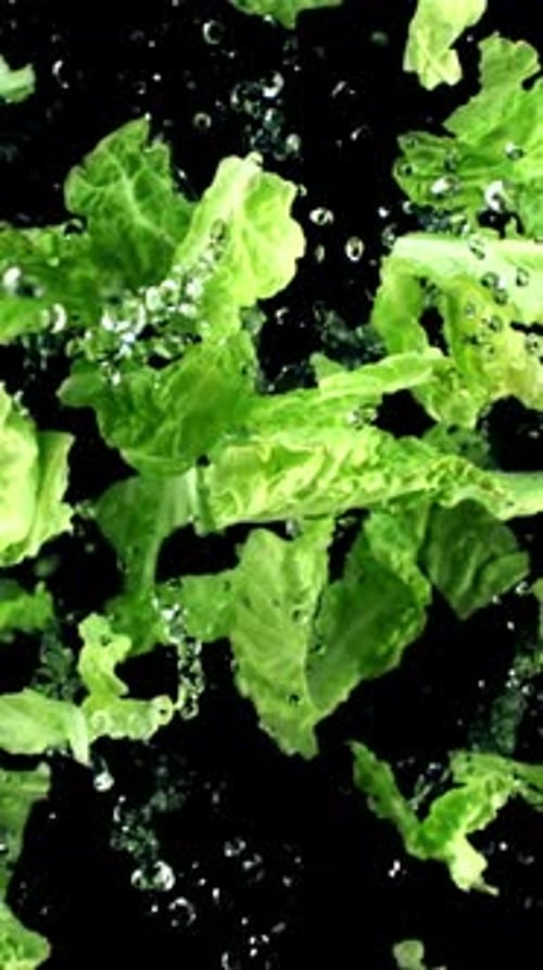Lettuce Leaves with Drops of Water Fly Up and Fall Down Top View Filmed on a Highspeed Camera at
