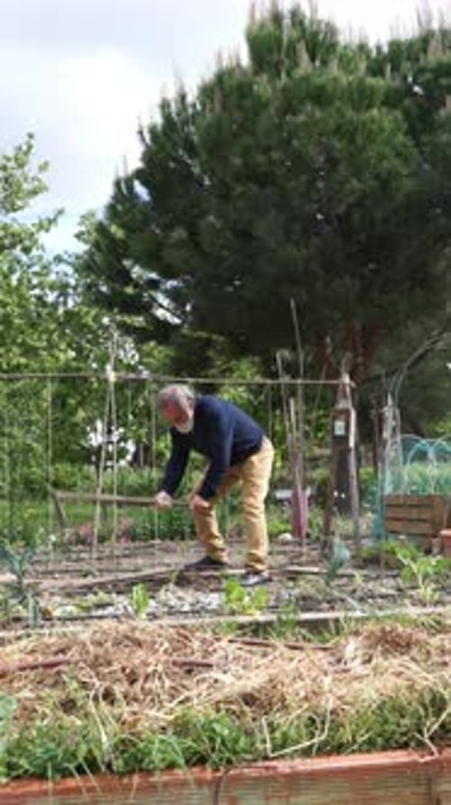 Homme âgé travaillant dans un jardin communautaire