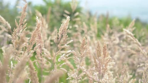 Sanft bewegende hohe hellbraune Gräser wachsen wild auf ländlichen Wiesen. NAHAUFNAHME