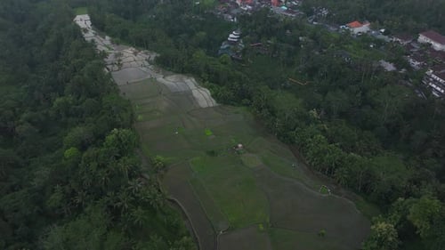 Aerial view of rice fields and palm trees at sunset, Bali.