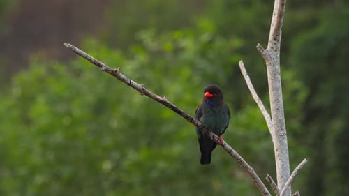 Dollars Bird on Branch in the Morning