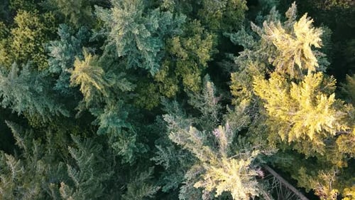 Drones eye view flying over the forest looking down. Cedar, Fir and Spruce. Vancouver Island. Britis