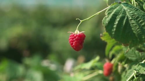 A Ripe Raspberry Growing on a Branch Closeup