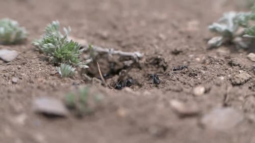 Close-up, Group of Little Shiny Black Ants Moving on the Ground, Slow Motion