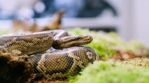 Close-up of a snake resting among green foliage with slow motion detail