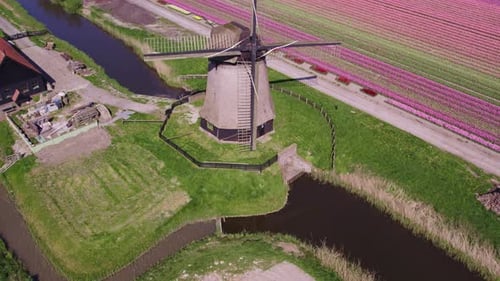 Aerial view of tulip fields and windmill in Schermerhorn, Netherlands.