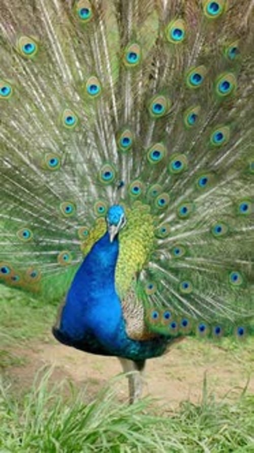 Paon indien affichant un plumage coloré avec des plumes de queue entièrement en éventail dans un cadre extérieur herbeux