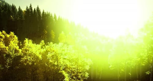 Sunlight Filters Through Vibrant Trees in a Serene Forest During Autumn