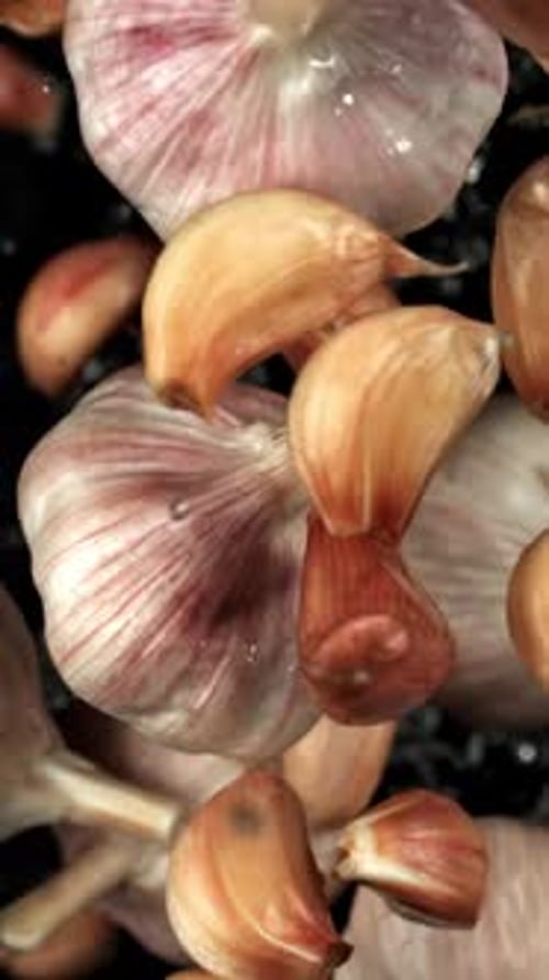Garlic Fly Up and Fall Down on a Black Background Filmed on a Highspeed Camera at 1000 Fps
