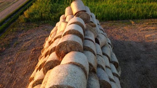 Many Bales Compressed Dry Wheat Straw Twisted Round Rolls on Field Sunset Dawn