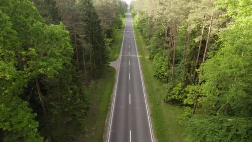 A flight between the trees over the straight asphalt road in the middle of the woods on summer