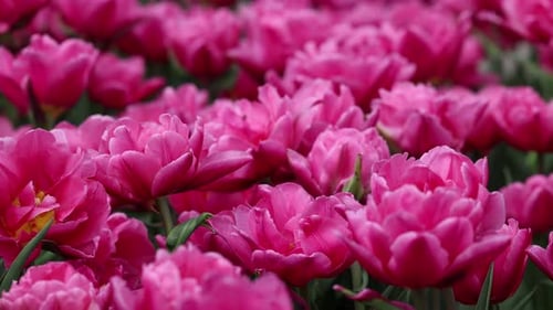 Beautiful Bright Colorful Pink Spring Tulips