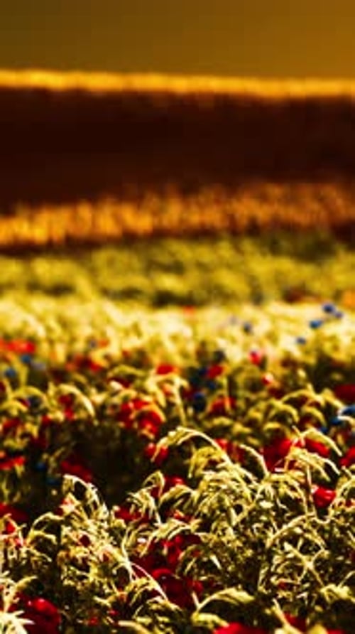 Beautiful Poppy Field During Sunrise