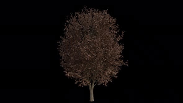 Field Elm Tree blowing in the wind. Alpha Channel. Loop Animation ...