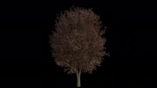 Field Elm Tree blowing in the wind. Alpha Channel. Loop Animation