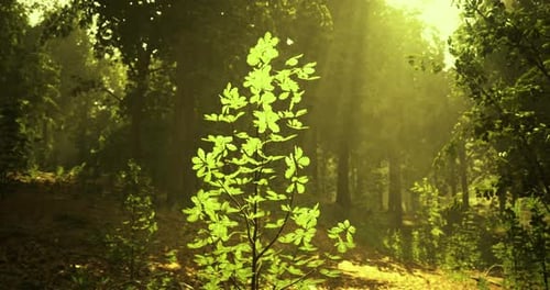 Sunlight Filters Through Trees Illuminating a Young Plant in a Forest