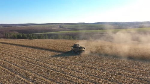 Flying Over Modern Harvester Gathering Crop of Ripe Corn in Field at Sunny Day