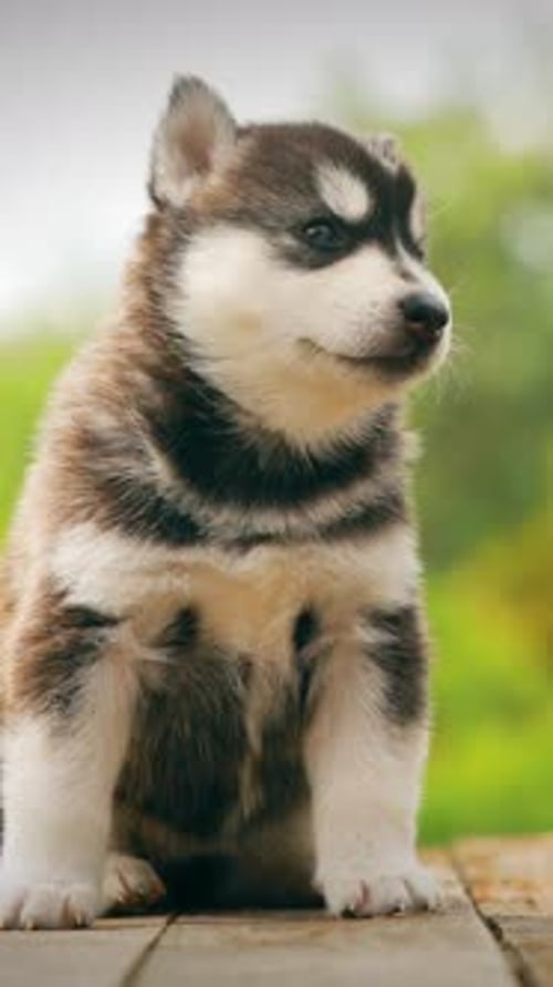 Cute Husky Puppy Sitting Outside on Wood Surface