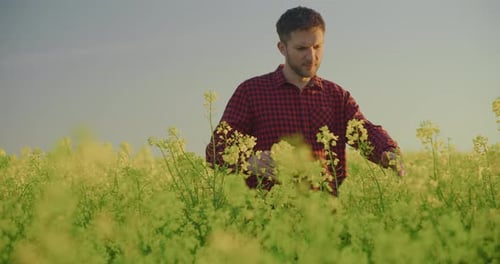 Agricultor inspeciona campo de canola em busca de doenças