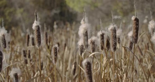 Wind Blows Fluffy Cattails in a Natural Field