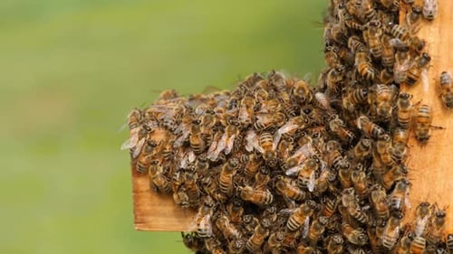 Bee Gathered on a Wooden Railing These Bees Have Gathered on a Wooden Railing Creating a Beautiful