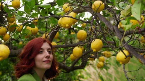 Woman Picking Fresh Lemon in Sunny Garden