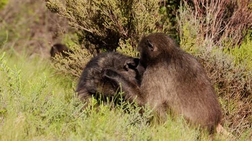 A Baboon Grooming For Parasites