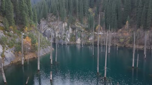Serene Lake Surrounded By Trees with Submerged Trunks Camera Pans Across