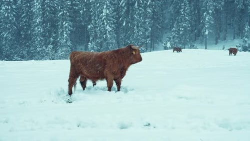 Highland Cattle Cows Stand in Snowy Field