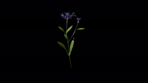 Bleuet se balançant dans le vent du printemps et de l'été, animation réaliste