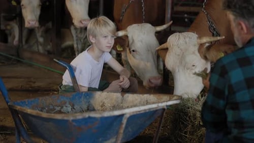Child and Man Feeding Cows Hay in Barn