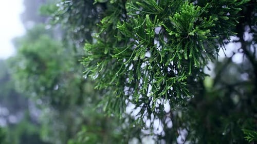 Hand cupping wet evergreen Branch in Slow Motion with scattered water Drops splashing through Fog in