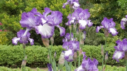 Vibrant Irises Blooming in Springtime Garden Scene
