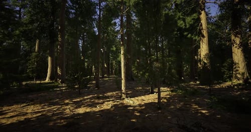 Sunlight Filters Through Towering Trees in a Peaceful Forest Setting