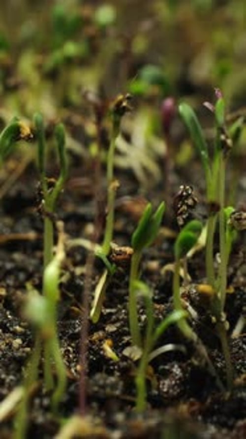 Seedlings Germinating and Sprouting in Time Lapse