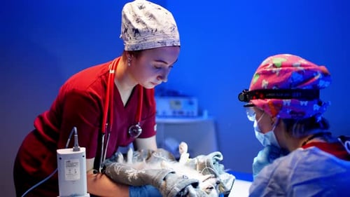 Veterinarians Caring for Animal Patient in Operating Room