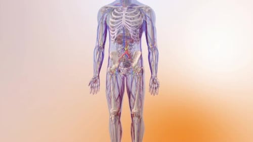 Human Anatomy: Circulatory and Lymphatic Systems Zoom In