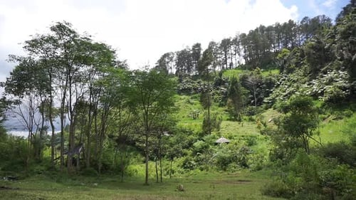 paysage naturel : montagnes, panorama naturel, collines et forêt de grands arbres verts et de pentes verdoyantes