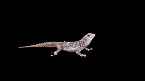 Walking Lizard Realistic Animal Animation