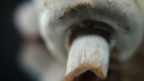 Vidéo de rêve d'un tas de champignons, de champignons RAW détaillés, de calottes blanches réfléchies, en rotation