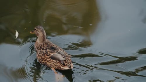 A Female Mallard Duck Swims Peacefully in Calm Water at the Zoo