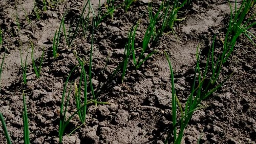 Onions Growing in the Garden Selective Focus