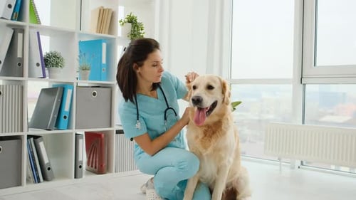 Veterinarian Examining Golden Retriever Dog in Clinic