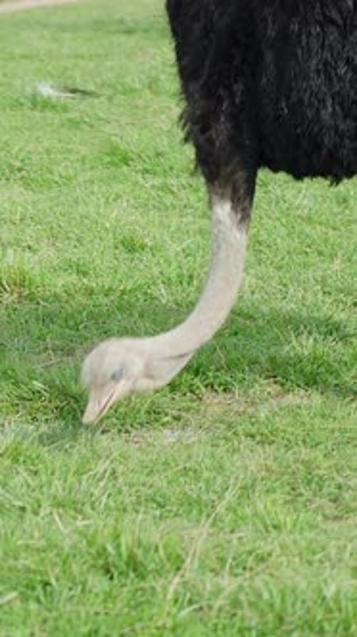 Vertical close-up of Common ostrich (Struthio camelus) grazing on green grass in outdoor enclosure