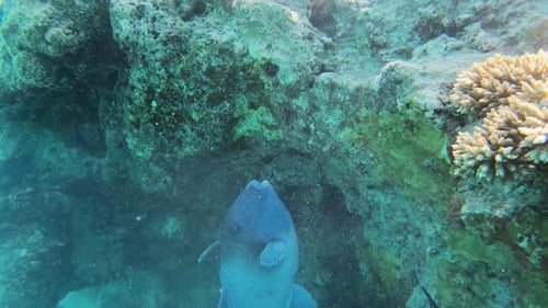 Blue Triggerfish on Coral Reef in Red Sea