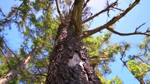 Trunk Of Old Forest Tree With Peeled Off Bark Standing Against Blue Summer Sky - Panning Down Shot