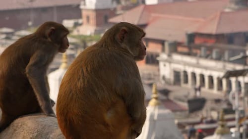 Monkeys looking down towards the Bagmati River and Temple, Pashupatinath, Kathmandu, Nepal