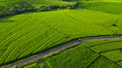 Man drives classic motorcycle bike along green rice fields in Bali. Eco traveling in countryside.