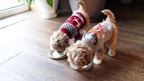 Two dogs wear sweaters and eat indoors.